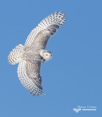 Snowy Owl, Harfang des neiges (Bubo scandiacus) photo - mircea costina ...