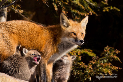 Red fox, Renard roux (Vulpes vulpes)