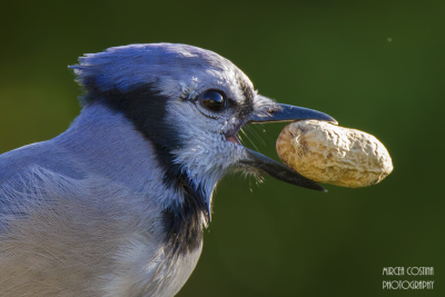 Geai bleu, Blue jay (Cyanocitta cristata)