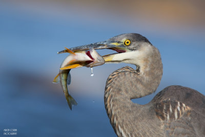 Great Blue Heron, Grand Hron (Ardea herodias)