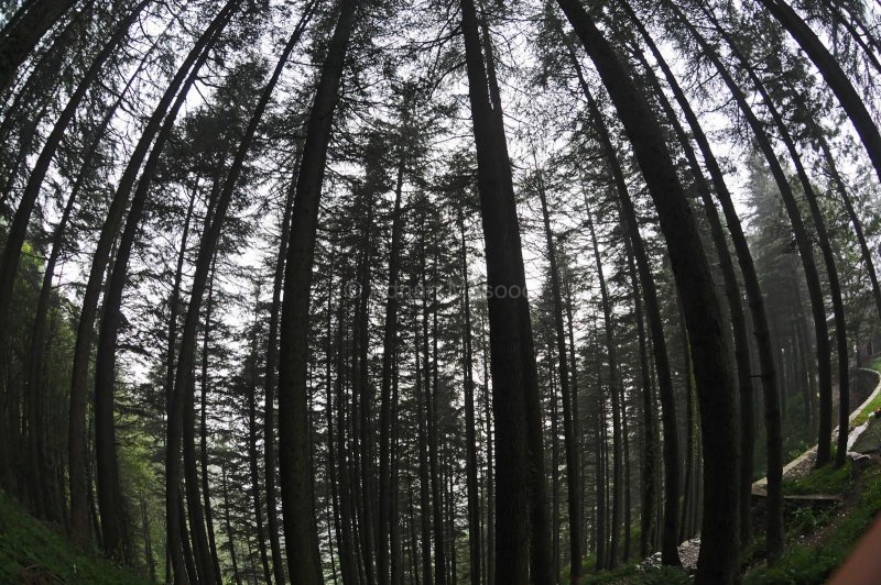 Pine trees in Shogran.jpg