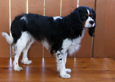 Macha  ( Cavalier King Charles ) 