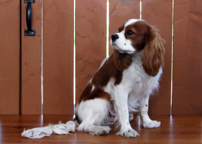 Gamin ( Cavalier King Charles ) 