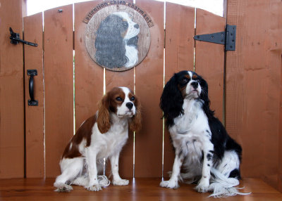 Macha et Gamin ( Cavalier King Charles ) 