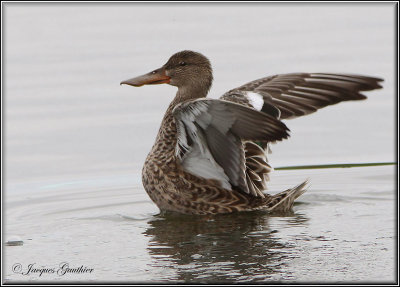 Canard souchet ( Northern Shoveler )