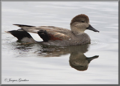 Canard chipeau ( Gadwall )