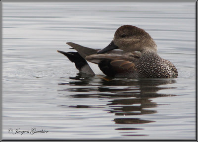 Canard chipeau ( Gadwall )