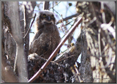 Grand Duc d'Amrique ( Great Horned Owl )