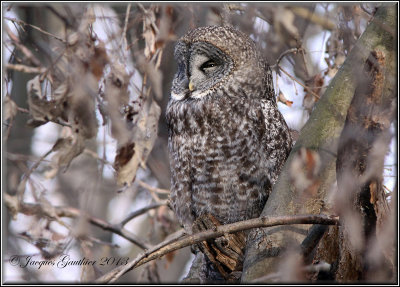 Chouette lapone ( Great Gray Owl )