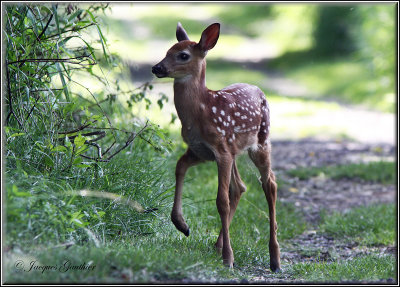 Cerf de Virginie ( Bambi )