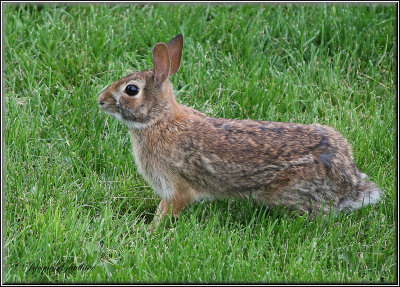 Lapin  queue blanche