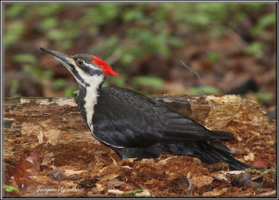 Grand Pic ( Pileated Woodpecker )