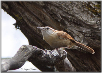 Troglodyte de Caroline ( Carolina Wren )