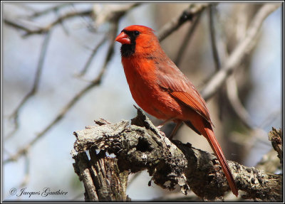 Cardinal rouge  ( Northern Cardinal )