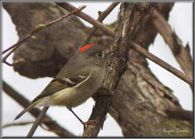 Roitelet  couronne rubis ( Ruby-crowned Kinglet )