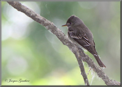 Pioui de l'est ( Eastern Wood-Pewee )