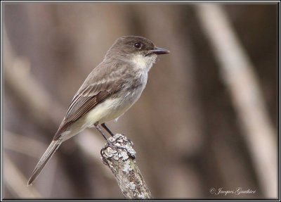 Moucherolle phbi ( Eastern Phoebe )