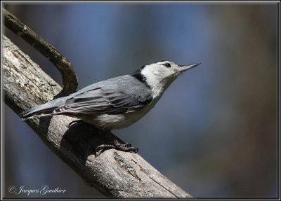 Sittelle à poitrine blanche ( White-breasted Nuthatch )