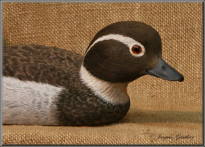 Harelde Kakawi ( Long-tailed Duck )