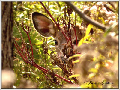 Cerf de Virginie 