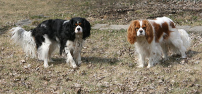 Macha et Gamin ( Cavalier King Charles )