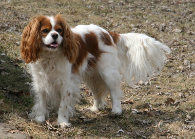 Gamin ( Cavalier King Charles )