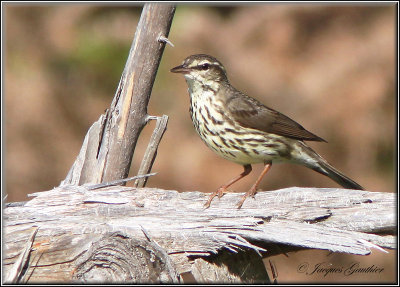 Paruline des ruisseaux ( Northern Waterthrush )