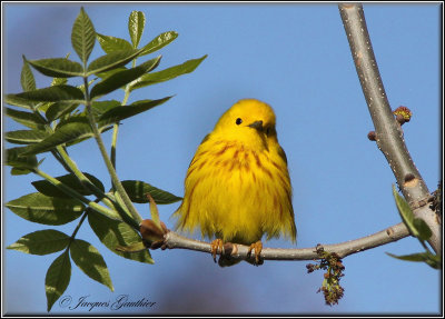 Paruline jaune ( Yellow Warbler )
