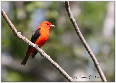 Piranga carlate ( Scarlet Tanager )