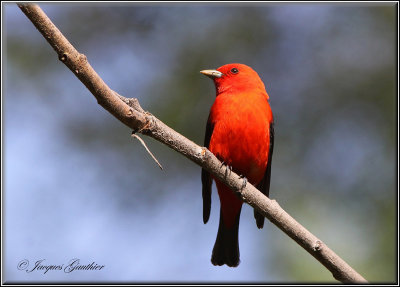 Piranga carlate ( Scarlet Tanager )