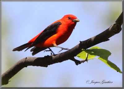 Piranga carlate ( Scarlet Tanager )