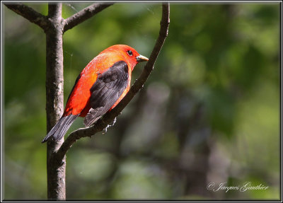 Piranga carlate ( Scarlet Tanager )