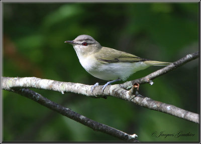 Viro aux yeux rouges ( Red-eyed Vireo )