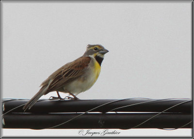 Dickcissel d'Amrique ( Dickcissel )