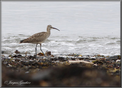 Courlis corlieu ( Whimbrel )