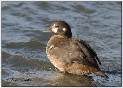 Arlequin plongeur ( Harlequin Duck)