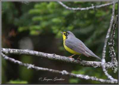 Paruline du Canada ( Canada Warbler )
