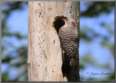 Pic flamboyant ( Common Flicker )