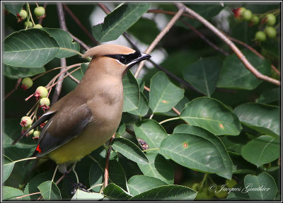 Jaseur d'Amrique ( Cedar Waxwing 