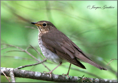 Grive  dos olive ( Swainson's Thrush )