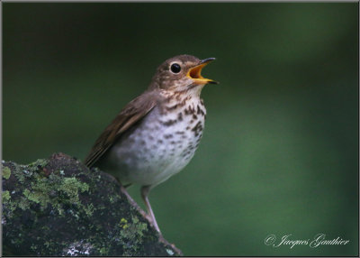 Grive  dos olive ( Swainson's Thrush )