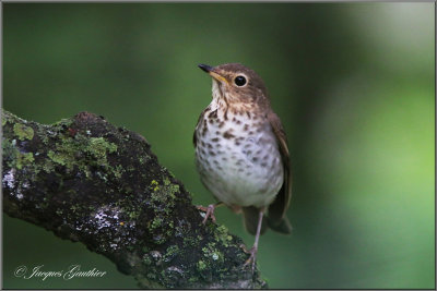 Grive  dos olive ( Swainsons Thrush )