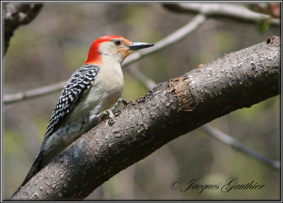 Pic  ventre roux ( Red-Bellied Woodpecker )