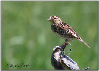 Bruant sauterelle ( Grasshopper Sparrow )