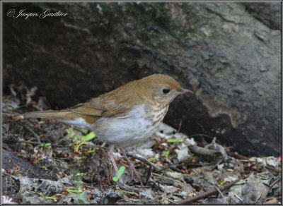 Grive  joues grises ( Gray-cheeked Thrush )
