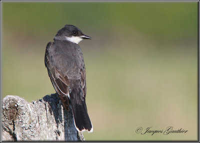 Tyran tritri ( Eastern Kingbird )