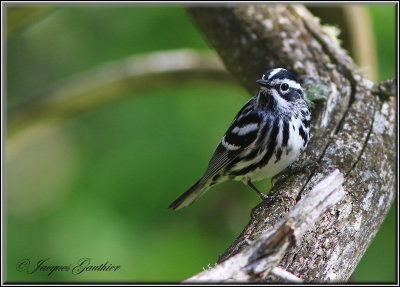 Paruline noir et blanc ( Black-and-white Warbler )