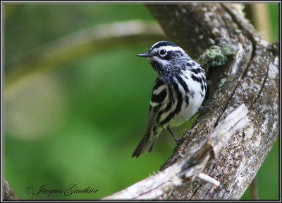 Paruline noir et blanc ( Black-and-white Warbler )