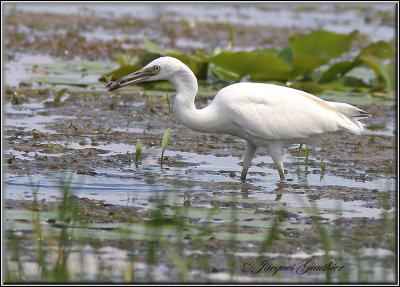 ( AIGRETTE BLEUE ) IMMATURE ( Little Blue Heron