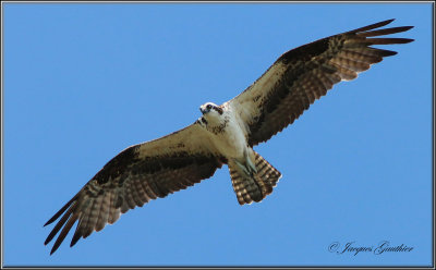 Balbuzard pcheur ( Osprey )